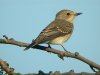 Spotted Flycatcher at Gunners Park (Steve Arlow) (70157 bytes)